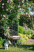 Garden chair in front of climbing rose 'Rambler-Rose' in garden with dog