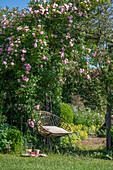 Gartenstuhl vor Kletterrose 'Rambler-Rose' als Rosenbogen im Garten