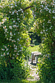 Shrub rose (Rosa multiflora) 'Ghislaine de Feligonde' as an archway in the garden