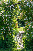 Shrub rose (Rosa multiflora) 'Ghislaine de Feligonde' as an archway in the garden with dog