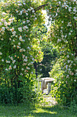 Shrub rose (Rosa multiflora) 'Ghislaine de Feligonde' as an archway in the garden