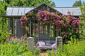 Apothecary rose (Rosa gallica Officinalis), tufted rose (Rosa multiflora), rambler climbing roses in front of garden sheds