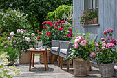 Blumentöpfe mit Dahlien (Dahlia) auf Terrasse