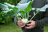 Mann hält frisch geernteten Kohlrabi (Brassica oleracea var. gongylodes L.)