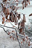 Beech leaves with hoarfrost