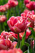 Tulpe (Tulipa) 'Verona Sunrise'