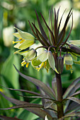 Zwerg-Kaiserkrone (Fritillaria raddeana)