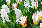 Tulpe (Tulipa) 'The First', Hyazinthe (Hyacinthus) 'Carnegie'