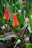 Tulpe (Tulipa) 'Rigas Barikades'