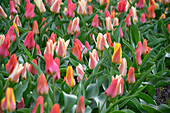 Tulpe (Tulipa) 'Fun Colours', Mischung