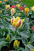 Tulpe (Tulipa) 'Zampa Parrot'