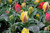 Tulpe (Tulpe (Tulipa)) 'Zampa Parrot'