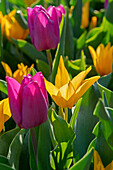 Tulpe (Tulipa) 'Passionale', 'Shogun'