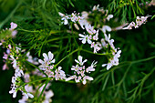 Flowering coriander