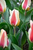 Tulpe (Tulipa) 'Mary Ann'