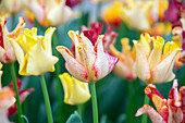 Tulpe (Tulipa) 'Striped Crown'