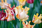 Tulpe (Tulipa) 'Striped Crown'
