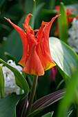 Tulpe (Tulipa) 'Rigas Barikades'