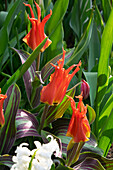 Tulpe (Tulipa) 'Rigas Barikades'