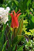 Tulipa Rigas Barikades