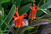 Tulpe (Tulipa) 'Rigas Barikades'