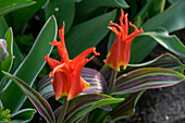 Tulipa Rigas Barikades