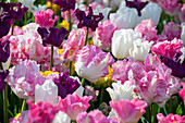 Tulipa mix