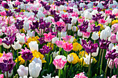 Tulipa mix