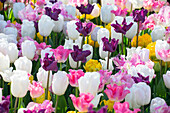 Tulipa mix