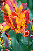 Tulpe (Tulipa) 'Rasta Parrot'