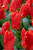 Tulipa Madame Lefeber