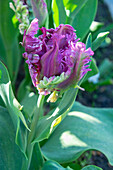 Tulpe (Tulipa) 'Mysterious Parrot'