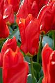 Tulpe (Tulipa) 'Madame Lefeber'