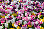 Tulipa mix