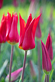 Tulpe (Tulipa) 'Istanbul'