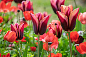 Tulpe (Tulipa) 'Muvota'