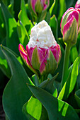 Tulpe (Tulipa) 'Ice Cream'
