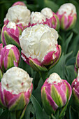 Tulpe (Tulipa) 'Ice Cream'