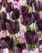 Tulpe (Tulipa) 'Fringed Black'
