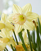 Narzisse (Narcissus) 'Sjors'