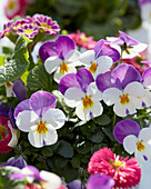 Hornveilchen (Viola cornuta) 'Persian Wing'