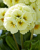 Hohe Schlüsselblume (Primula elatior) 'Sibel Lime'