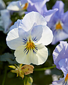 Garten-Stiefmütterchen (Viola wittrockiana) 'Cool Wave F1 Frost'