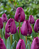 Tulpe (Tulipa) 'Pitbull'