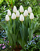 Tulipa Mrs. Medvedeva