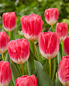 Tulpe (Tulipa) 'Sugarbaby'