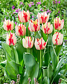 Tulpe (Tulipa) 'Spryng Rembrandt'