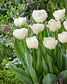 Tulpe (Tulipa) 'White Bridge'