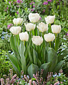Tulpe (Tulipa) 'White Bridge'