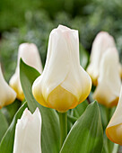 Tulpe (Tulipa) 'Eco', weiß